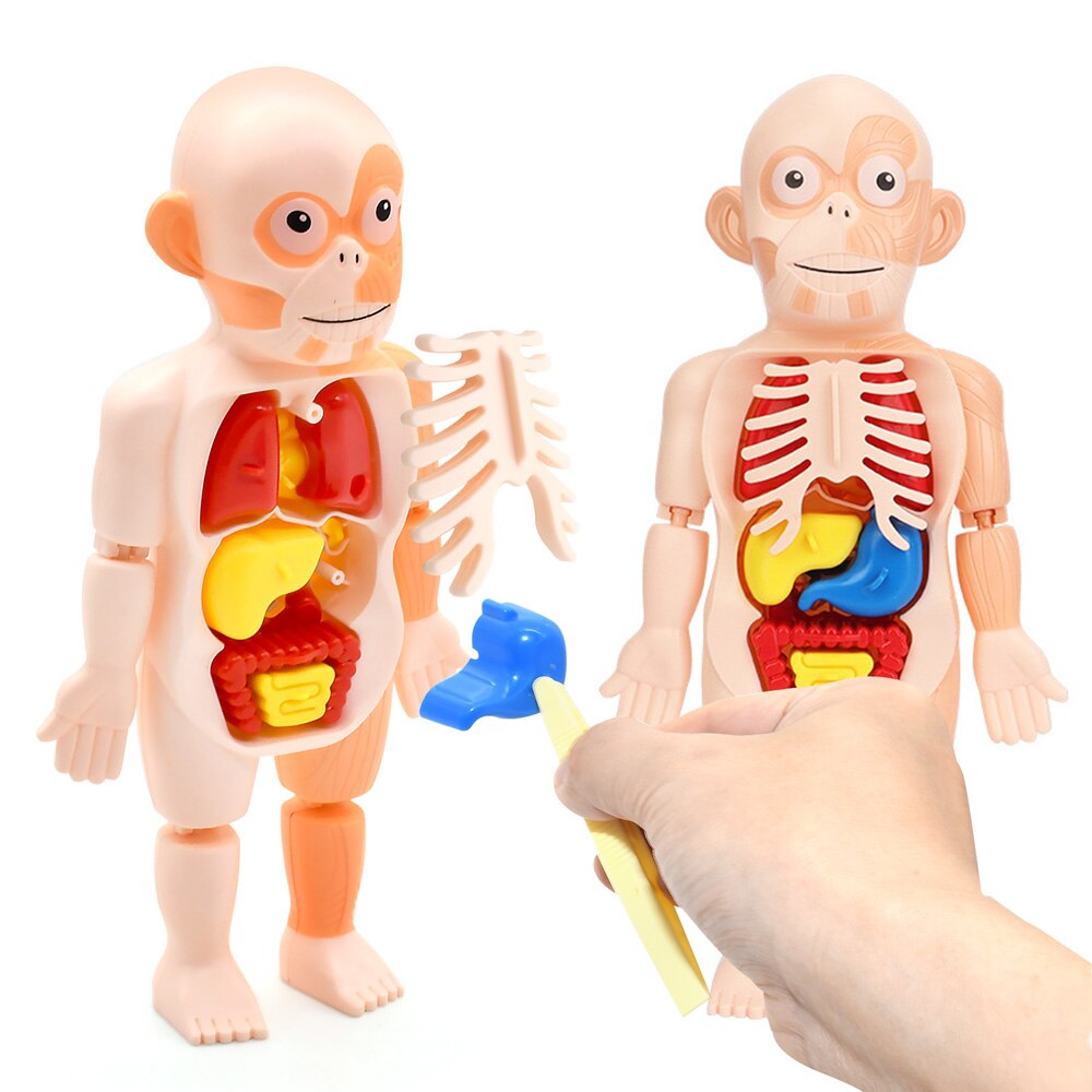 Kid Montessori 3D Puzzle Human Body Anatomy Model Educational Learning ...
