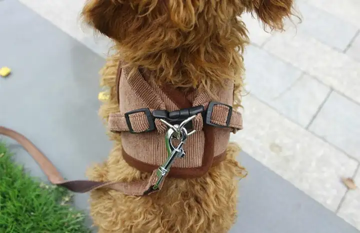 dog collar harness and leash set