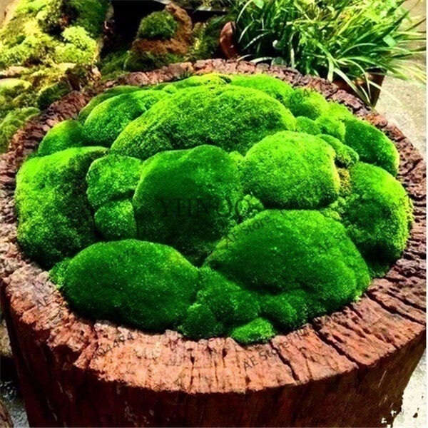 Green Moss Seeds Rare Exotic Bonsai  lovely Potted Plant for Decoration Home and Garden