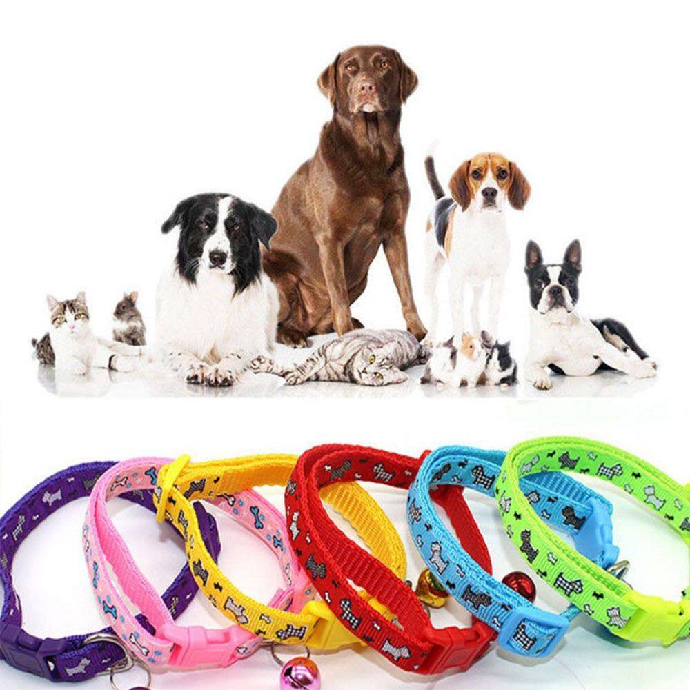 collar pet
