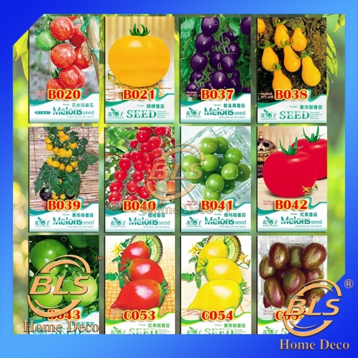 【EXPIRED】BIJI BENIH TOMATO SPECIES SEEDS FLOWER GODDESS VEGETABLE