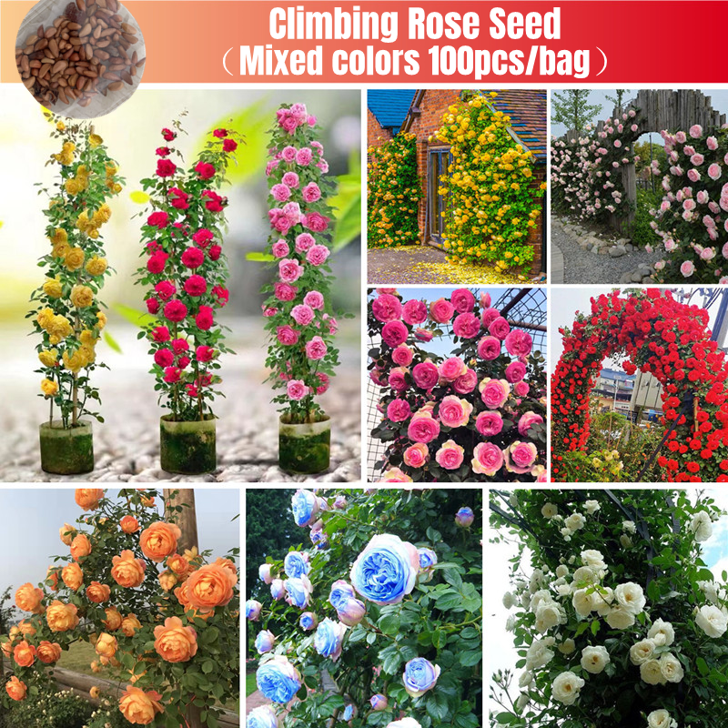 [Fast Germination] Mixed Color Climbing Rose Flower Seed for Sale (100