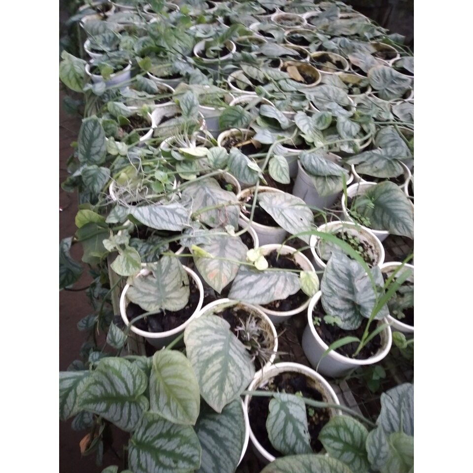 Cây tắc kè thái (giống mới) - cây leo tường