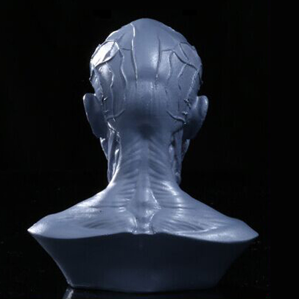 Miffer 4" Human Model Anatomy Skull Head Muscle Bone Artist Drawing