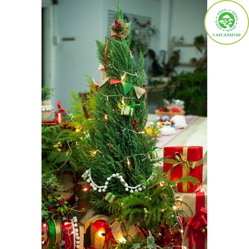 Cây tùng thơm + trang trí noel cao 80-90 cm