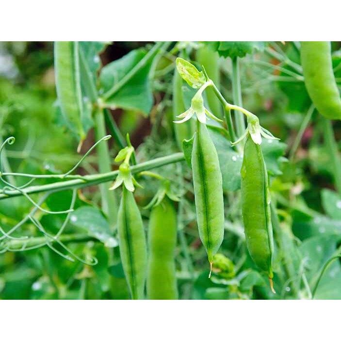 Hạt giống Đậu Hà Lan bụi lùn 5gr