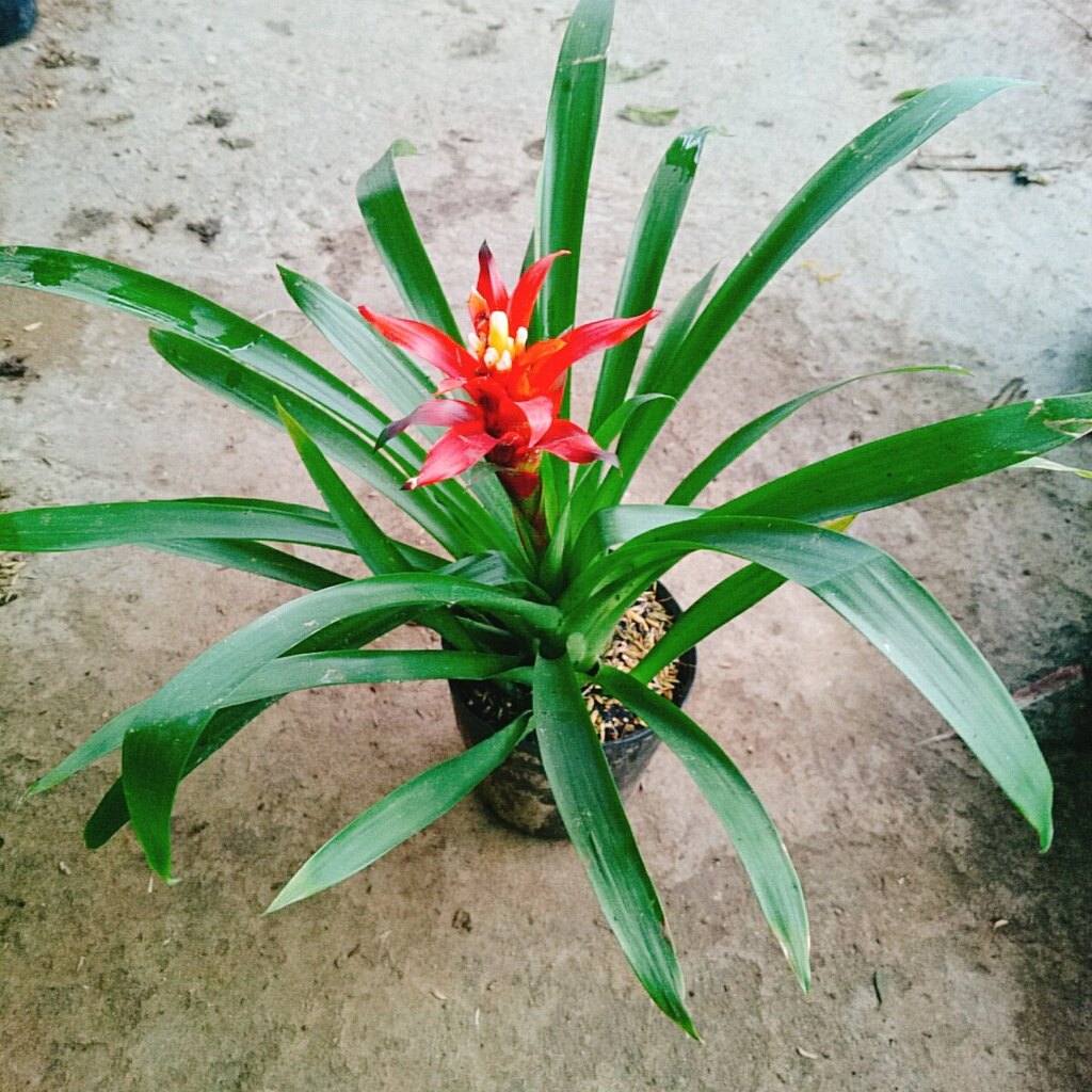 Cây phong lộc - cây cảnh để bàn