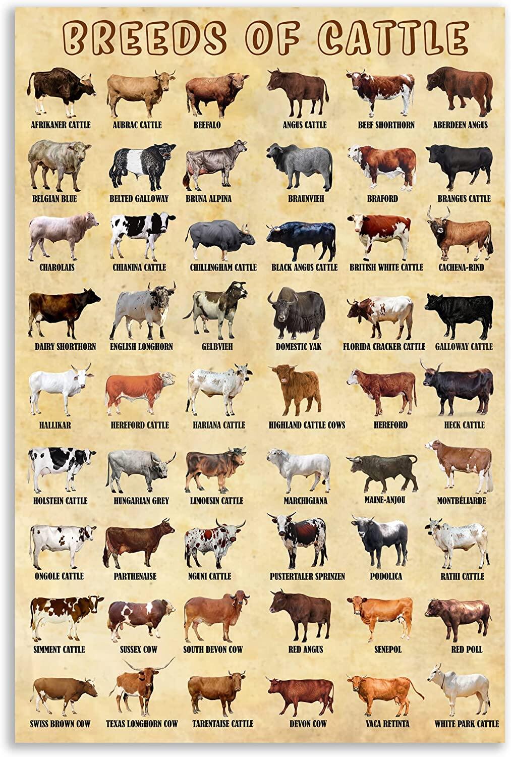 Breeds of Cattle Poster Animal Canvas Farmhouse Highland Cow Poster ...