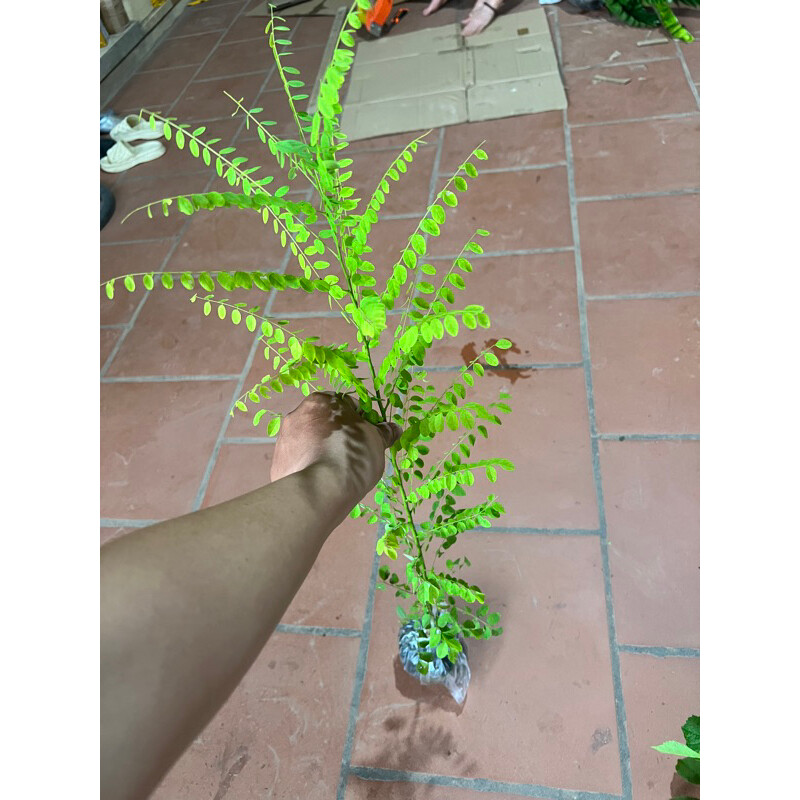 Cây hoa hoè nếp cao 70cm (Ảnh thật) - Lô mới về