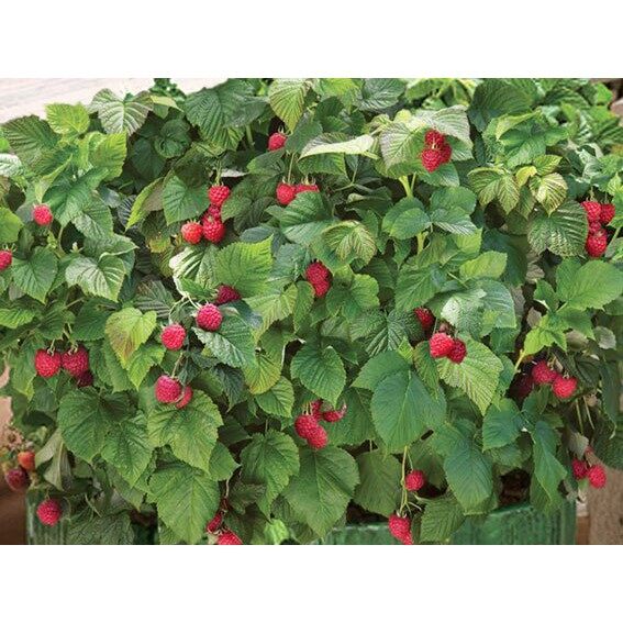 MA26 Hạt Giống Quả Mâm Xôi Đỏ 30 Hạt