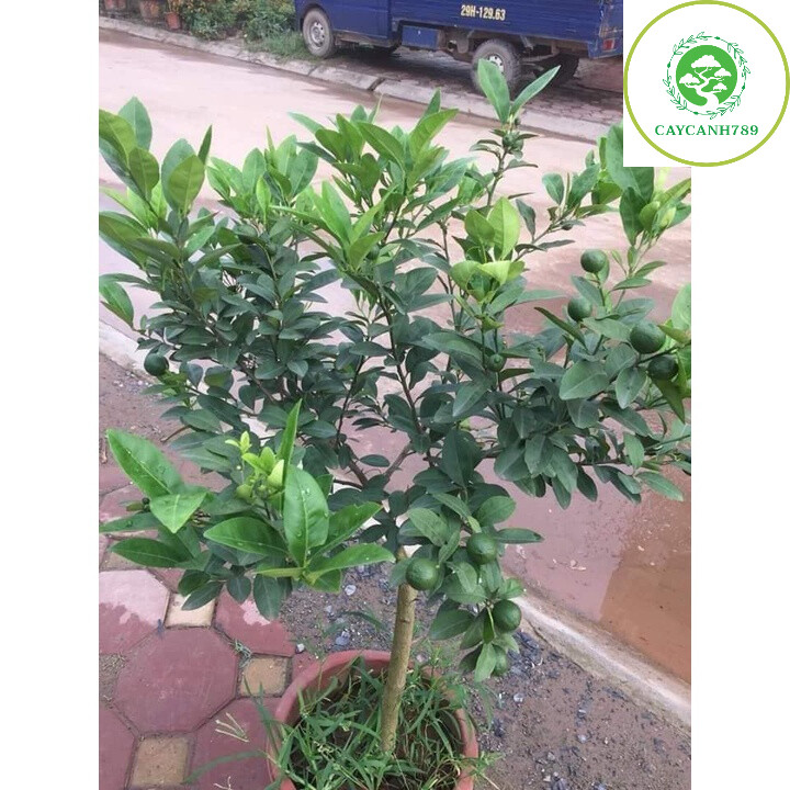 Cây chanh đào trưởng thành cao 1m2 đang hoa quả