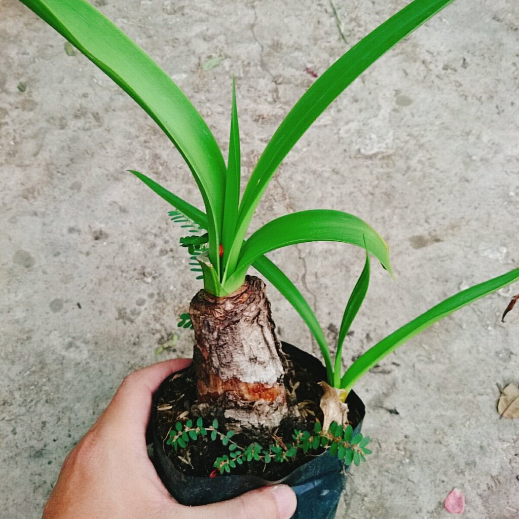 Cây Bạch Trinh Biển - cây thuỷ tiên