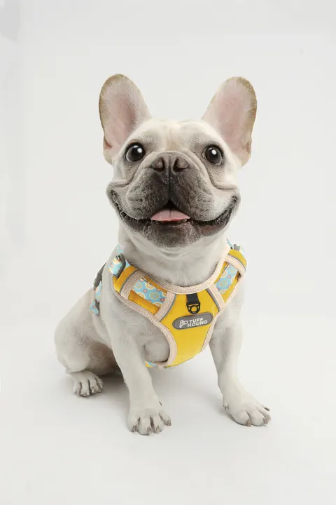 french bulldog puppy accessories