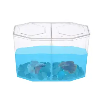 lazada betta fish