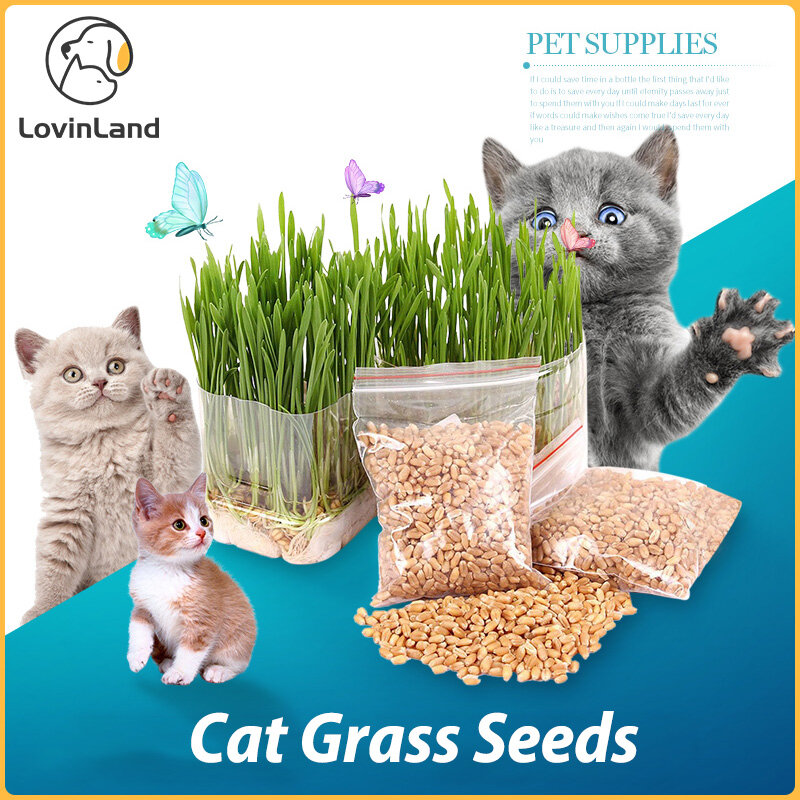 Pet Organic cat grass seed 10g suit cat helps digestion cleans mouth and removes hairballs