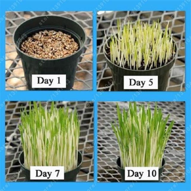 200 Hạt giống lúa nước trồng trang trí