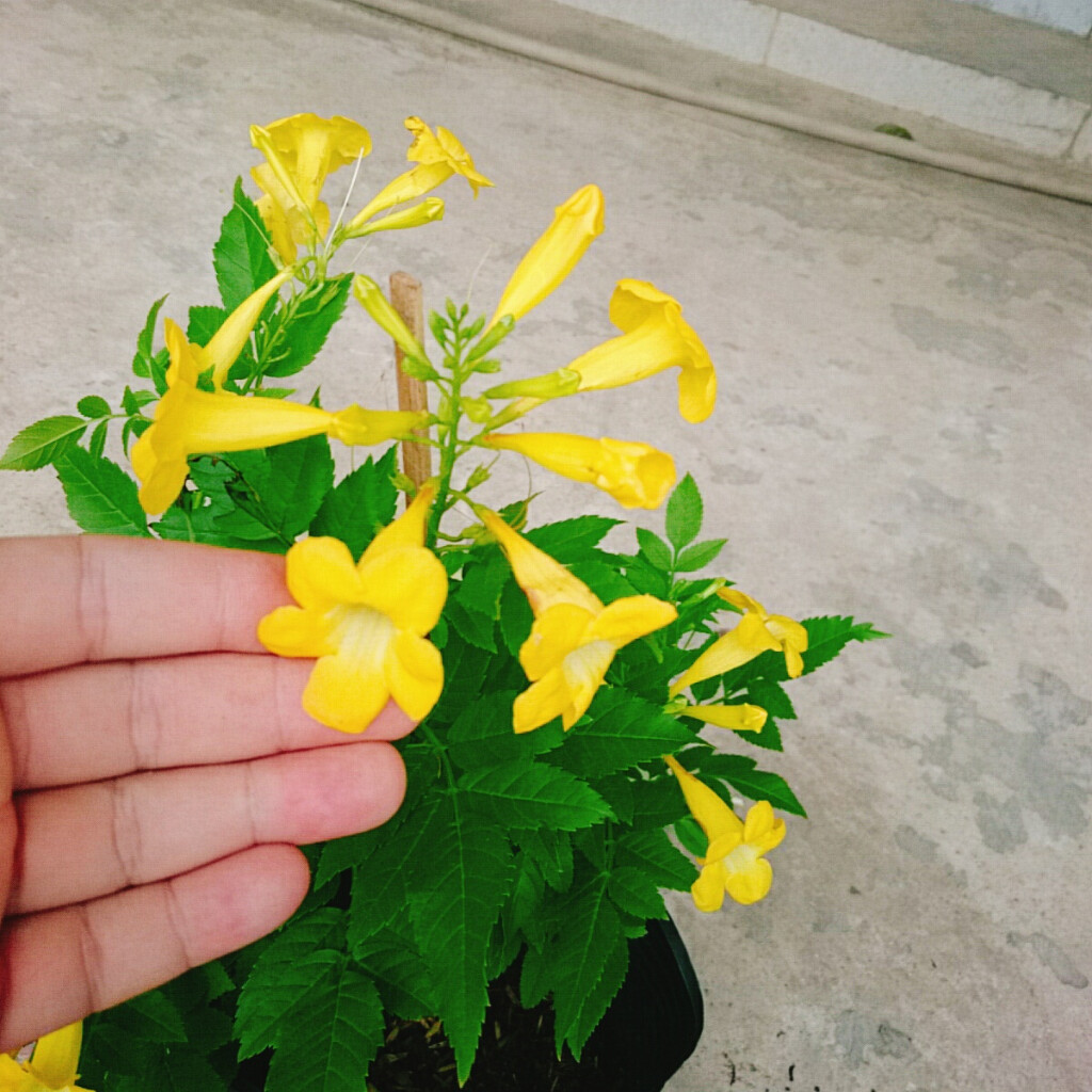 Cây Hoàng Yến (Giống Mới) - cây cảnh sân vườn