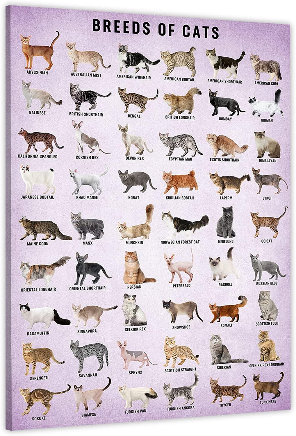 Cat Breeds Wall Art Vintage Cats Knowledge Poster Breeds of Cats