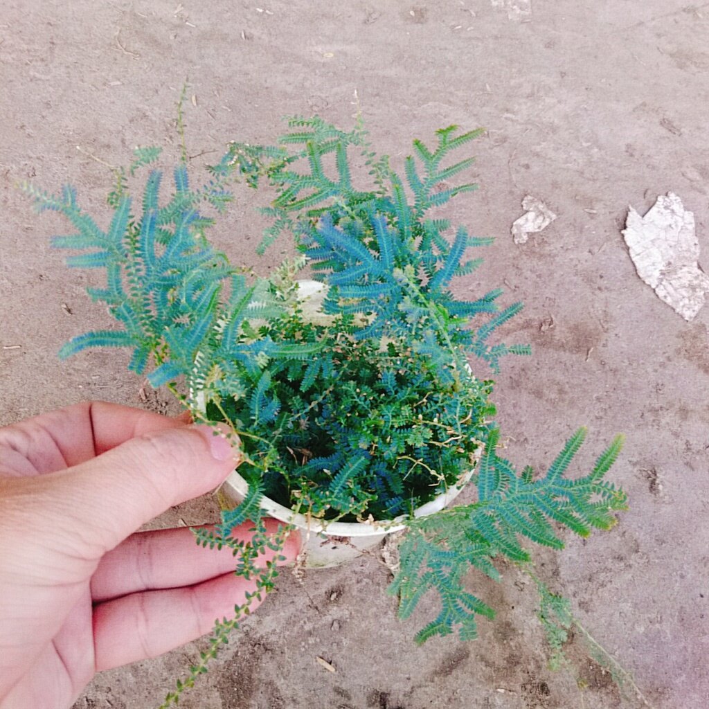 Cây Dương Xỉ Dạ Quang - cây cảnh để bàn