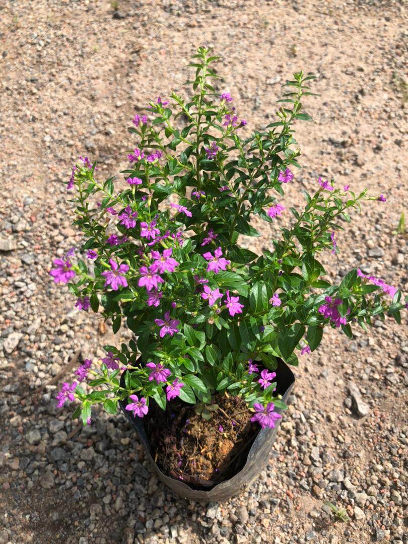 MDC- Purple Cuphea hyssopifolia / False Heather sapling / Anak Pokok ...