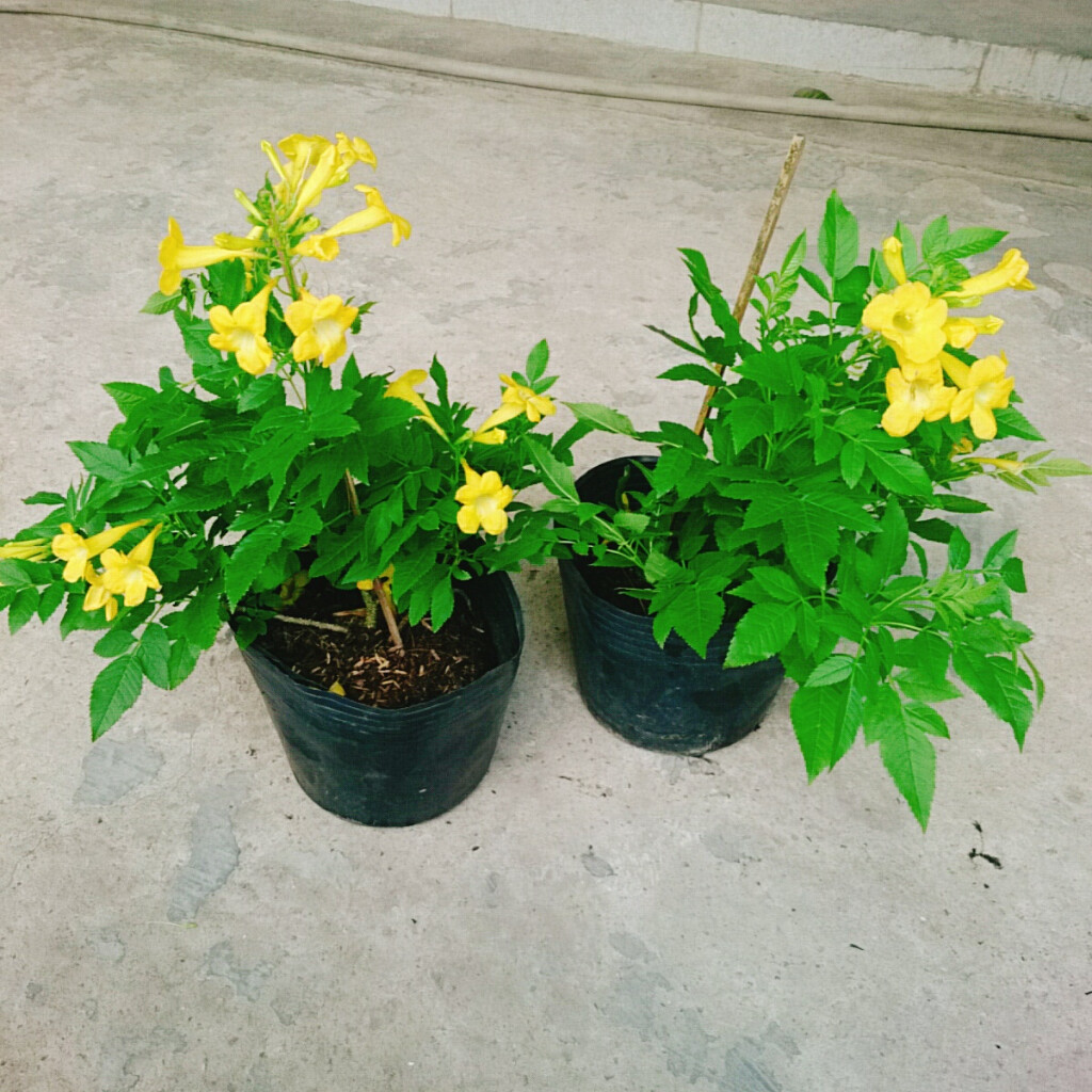 Cây Hoàng Yến (Giống Mới) - cây cảnh sân vườn
