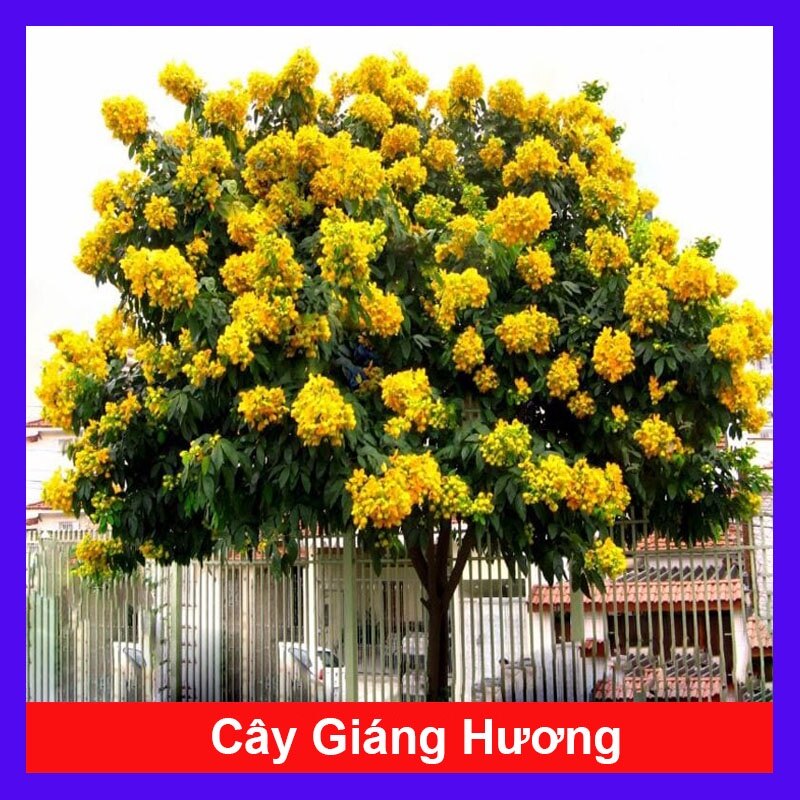 Cây Giáng Hương