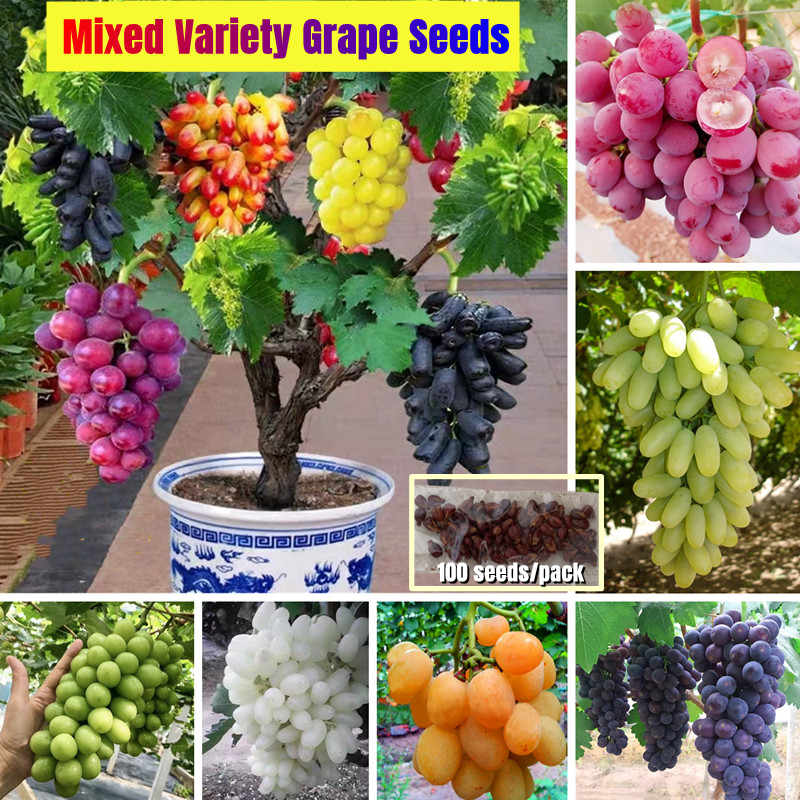 100pcs mixed varieties grape seeds for sale benih pokok buah fast