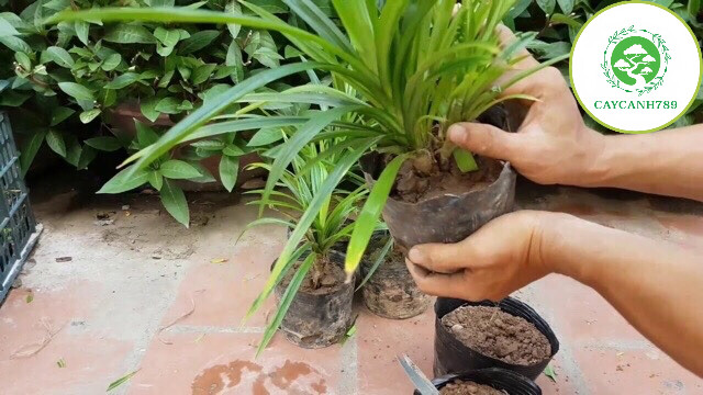 Cây lá nếp chuẩn cao 30cm