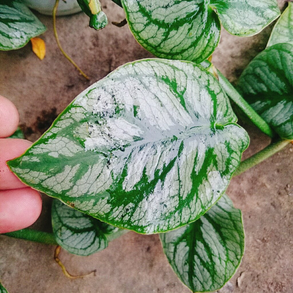 Cây tắc kè thái (giống mới) - cây leo tường