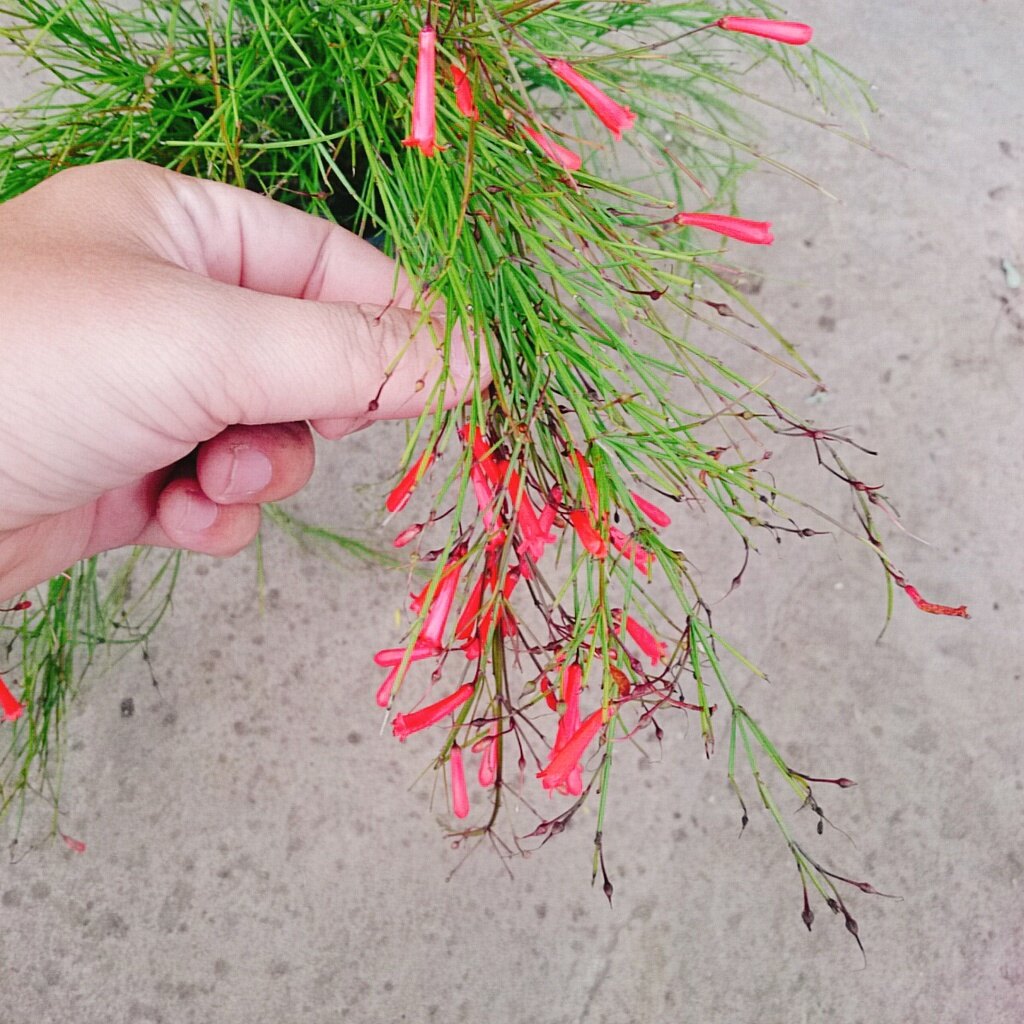 Cây Liễu Tường Hoa Đỏ - cây cảnh để bàn
