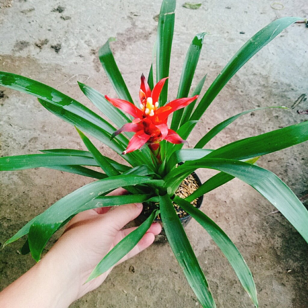 Cây phong lộc - cây cảnh để bàn