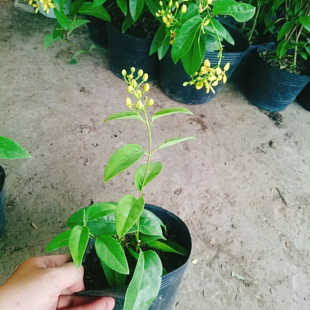 Cây Mai Hoàng Yến ( Kim đồng leo )
