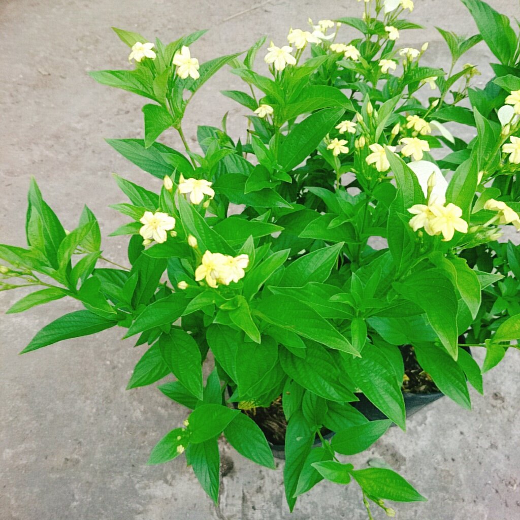 Cây Ngọc Mai - cây cảnh sân vườn