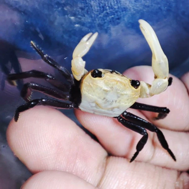 Sus Aquatic】PANDA NINJA CRAB - 熊猫忍者蟹【CAN BE KEPT FULLY