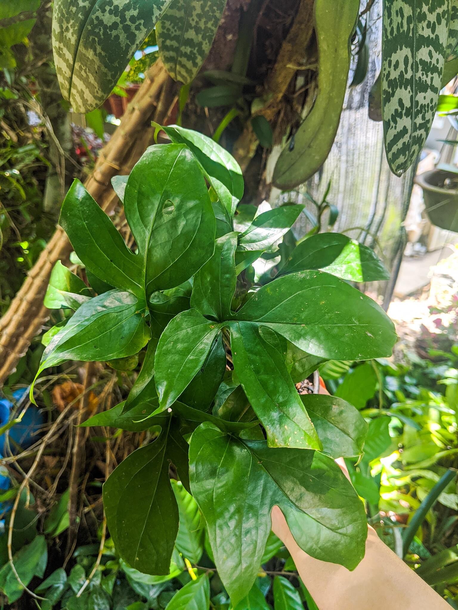 spider-monstera-borneo-plant-ready-stock-live-plant-amydrium-medium