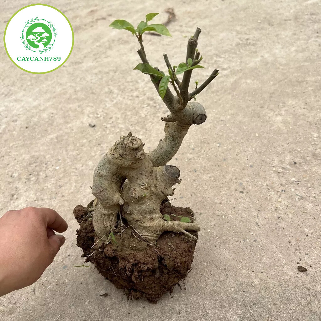 Cây sung phôi bonsai mini.