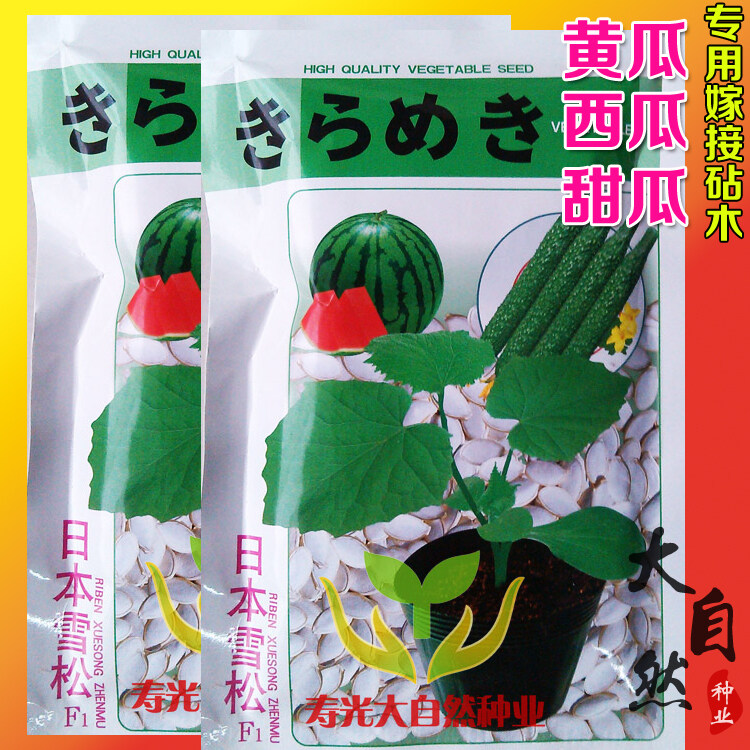 Cucumber watermelon grafting rootstock seed black seed pumpkin seed