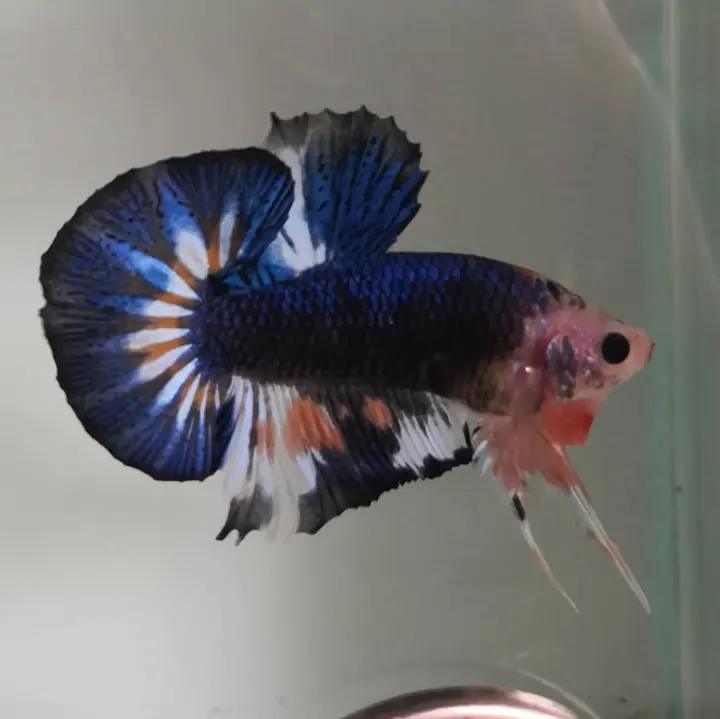 Betta Ikan Laga Fancy Male Lazada