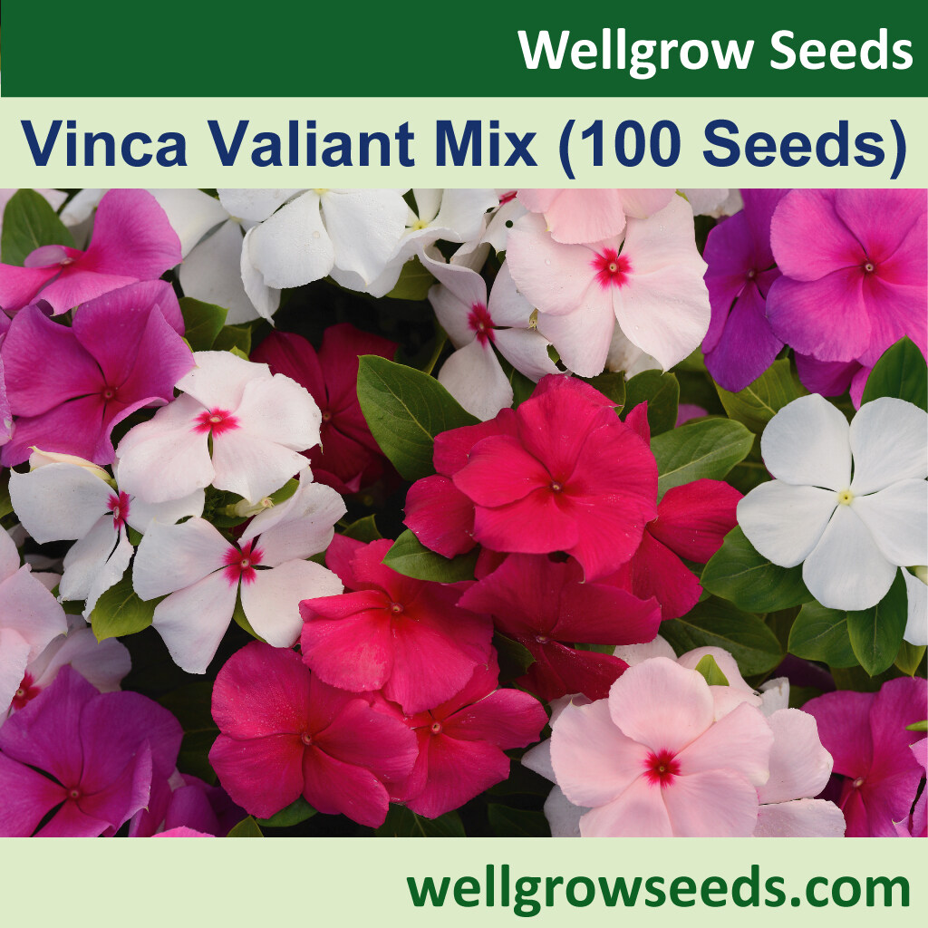 Vinca Valiant F1 Mix (100 sds) Flower Seeds Wellgrow Seeds | Lazada