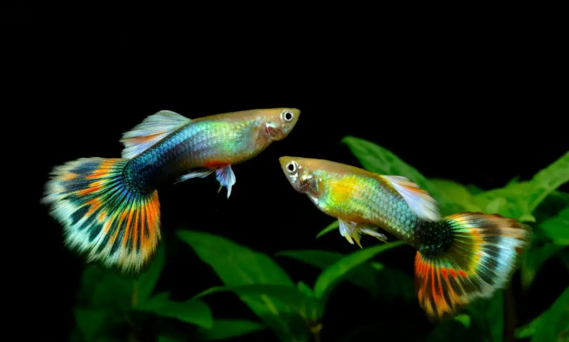 Assorted Live Guppy Fish / Ikan Guppy Cantik 孔雀鱼 Random Color | Lazada