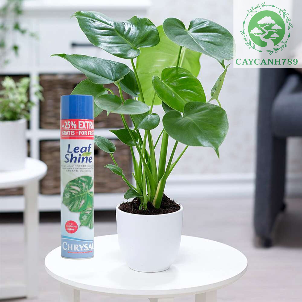 Xịt bóng leaf shine 600 ml