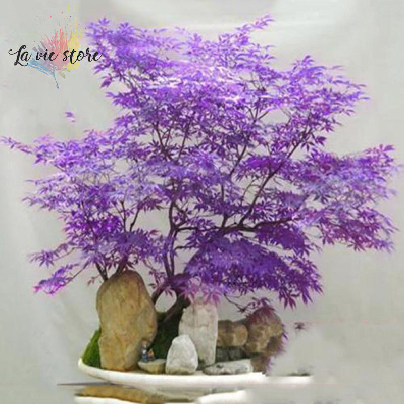 [La vis] 30pcs Japanese Maple Tree Bonsai Seeds Palmatum Atropurpureum Plant Garden