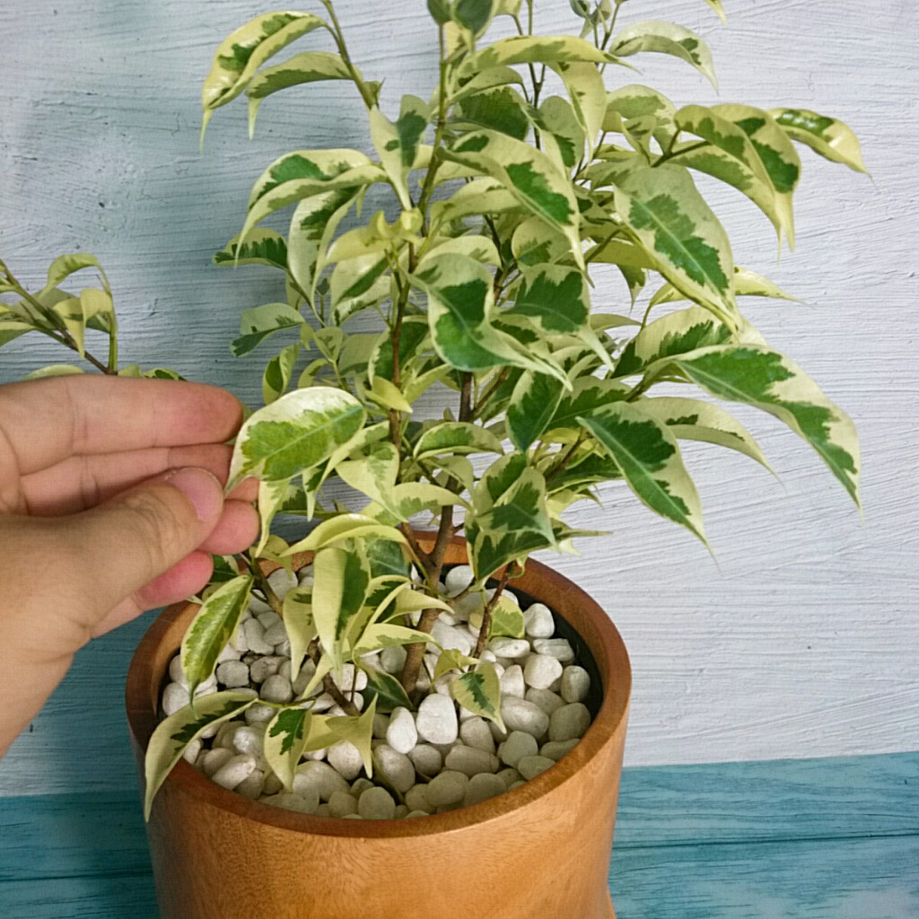 Cây Si Bonsai Cẩm Thạch - cây cảnh bonsai