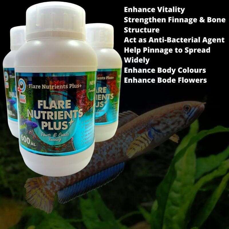 Aqua Guard Channa Water Conditional Flare Nutrients Plus 600ml/Channa