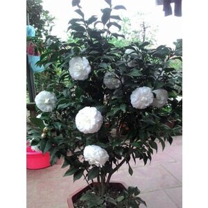 Cây Hoa Trà My (Trắng) ra hoa sau 4-5 tháng