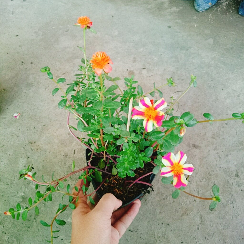 Hoa Mười Giờ Sam - cây cảnh đẹp