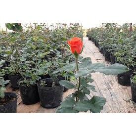 combo 100 chậu ươm cây, trồng cây C7