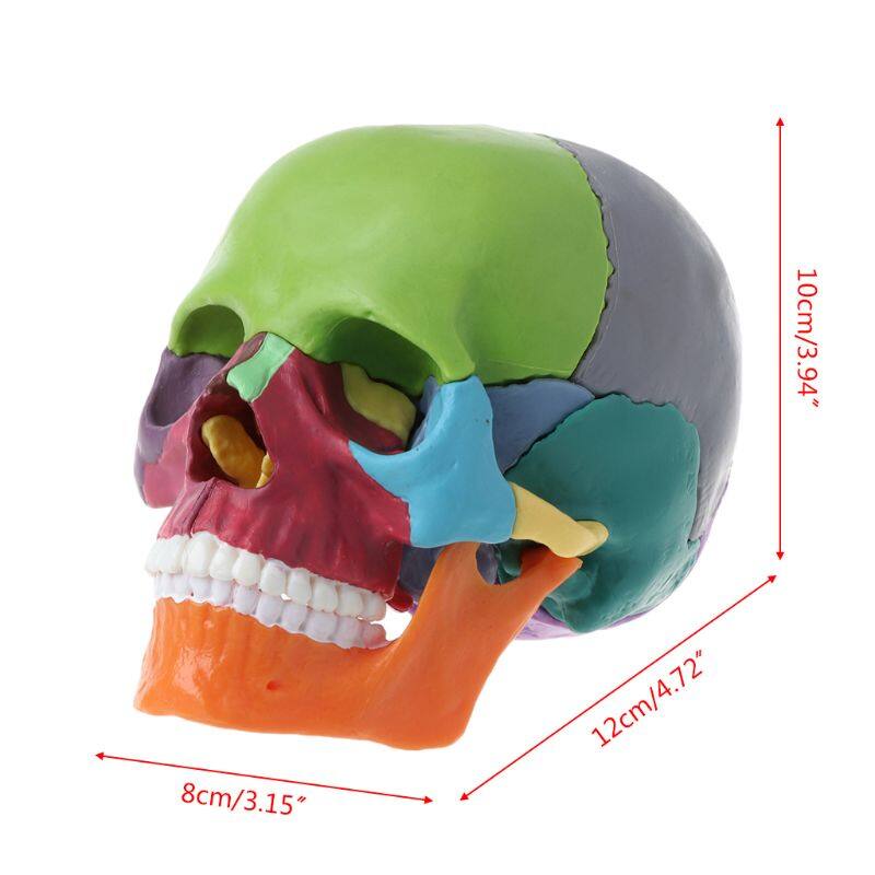 15pcs/set 4D Disassembled Color Skull Anatomical Model Detachable Teaching Tool