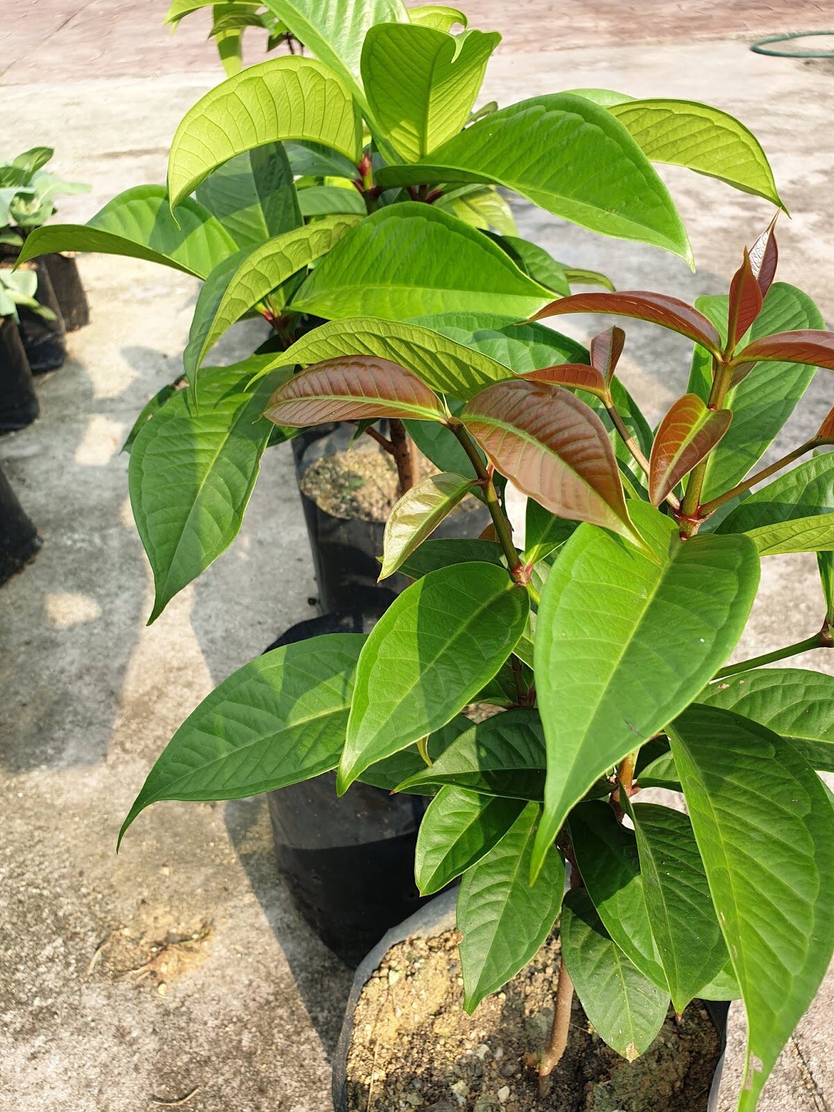 Jambu Bol Biji Live Plant Lazada