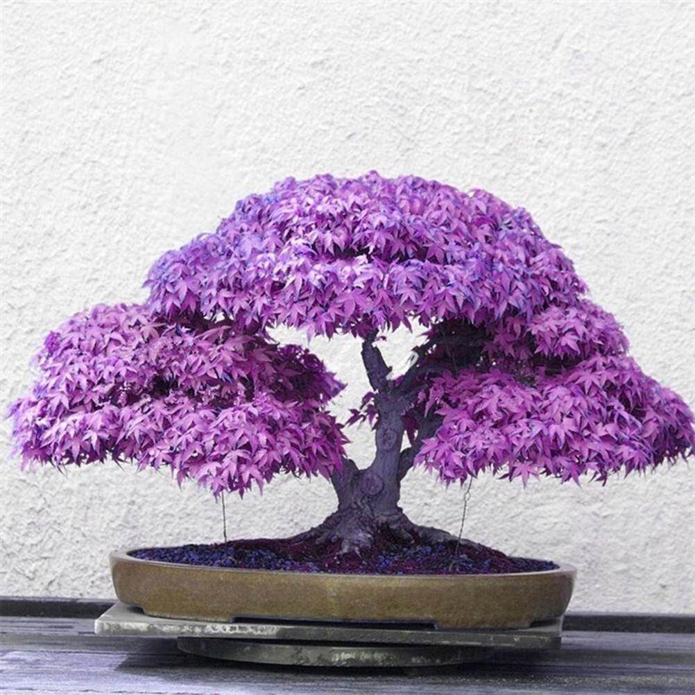 On Sale Tavey 20 Pcs Rare Blue Maple Bonsai Tree Plants Home Garden Decoration Japanese Maple Tree Lazada Singapore